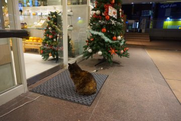 <p>Another entrance with a cat that apparently visits the cafe often</p>
