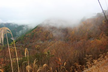 <p>The beech forest still clinging to fall</p>
