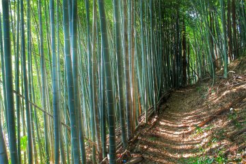 Le sentier de randonnée vous conduit d'abord à travers une formidable forêt de bambous