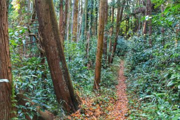 Narrow, woody and beautiful
