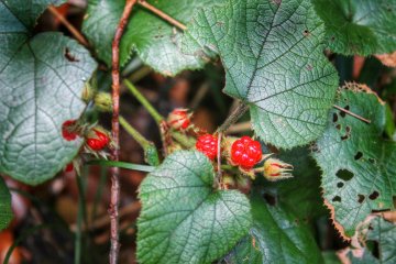 December 25th and I found berries growing along the path!
