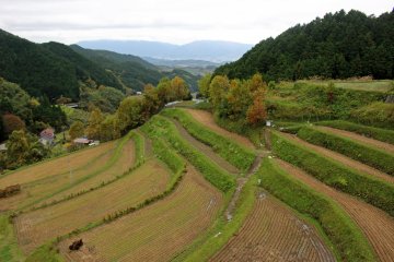 <p>Terraced rice paddies on the road to the shrine<br />
&nbsp;</p>
