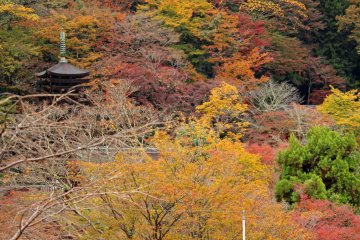 Fiery Autumn at Tanzan Shrine