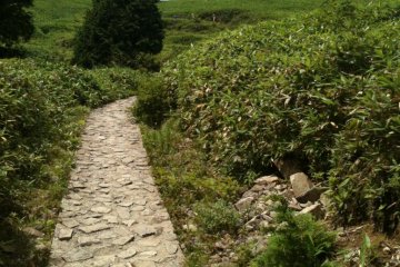 Yes that is a concrete path. Doesn't last for long