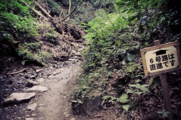 Trail 6 leading up the Biwatoki Creek.