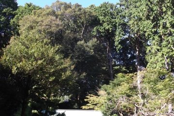 <p>The forest setting is very peaceful</p>
