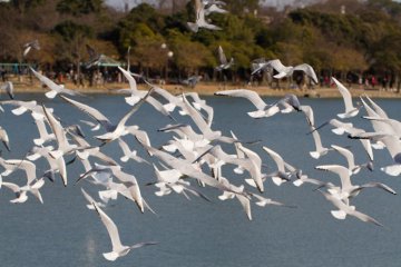 A flock of seagulls
