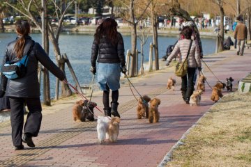 Pets are plentiful