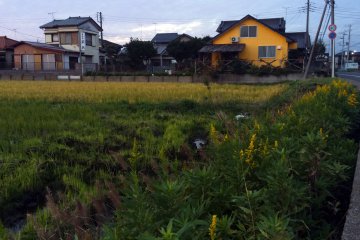 <p>Semua serba kuning.</p>
