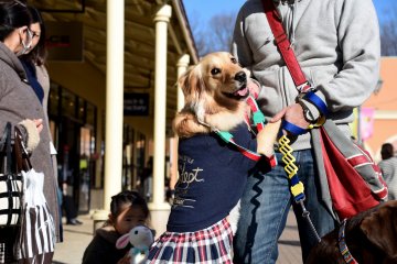 <p>One of the dogs was clinging to the owner...how cute!</p>
