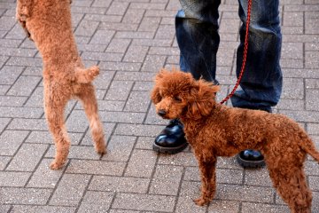 <p>They look like stuffed animals!</p>
