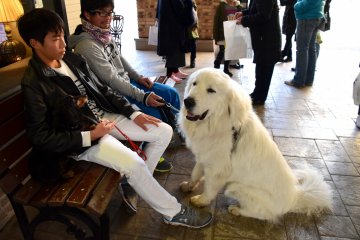 <p>Found a giant dog!</p>

