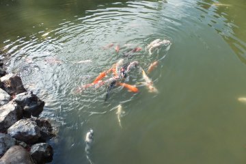 <p>A lot of colourful Koi fishes in the pond</p>
