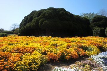 Flower Path 2