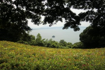 Dhalia Garden