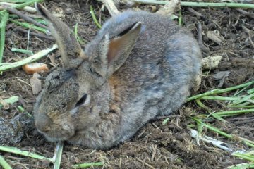Rabbit Enclosure