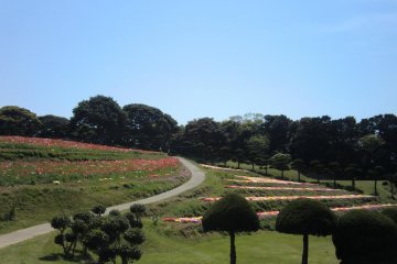 Flower Field