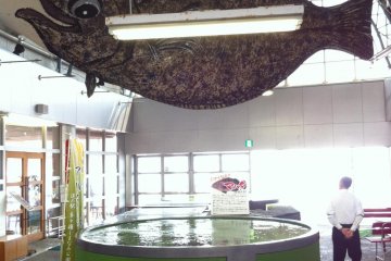 These fish are said to be very good eating