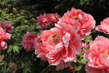 Flowers of peony