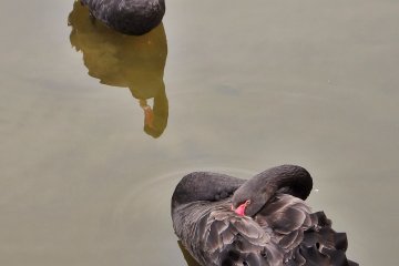 <p>A couple current residents of the castle moats</p>
