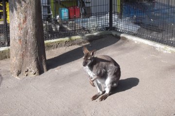 <p>The little zoo at Rakujyuen Park</p>
