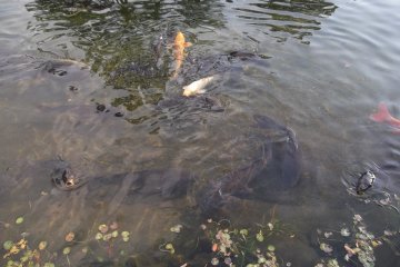 <p>Ikan gurame yang hidup di kolam.</p>
