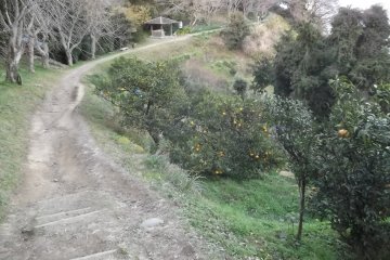 <p>The path is lined with fruit trees</p>
