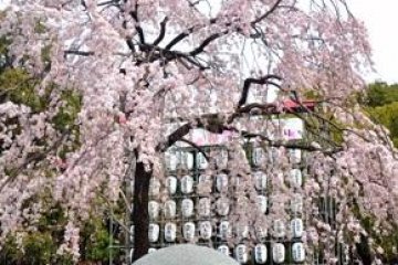 Ueno Sakura