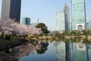 Kyu Shiba Rikyu Garden in Spring 