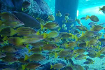 Salah satu tangki ikan