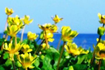Be one with the beauty and serenity of Lake Biwa with a bicycle or kayak tour