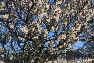 Plum tree in Chiba.