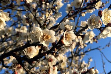Plum blossoms in Chiba in the morning.