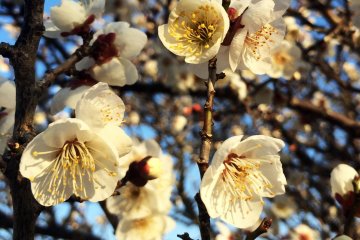 The blossoms are usually before cherry blossoms.