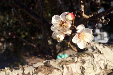I found blossoms in 4 spots on my morning walk.