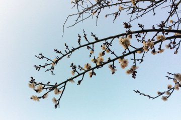 Plum tree blossoms in early February in Chiba.