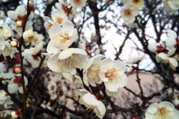 The blossoms cover the branches.