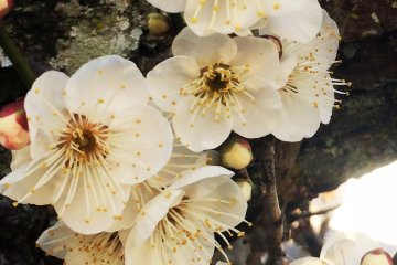 "Ume" means plum in Japanese.