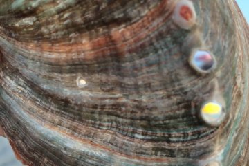 Find some seashells.