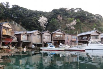Cherry blossoms at Ine
