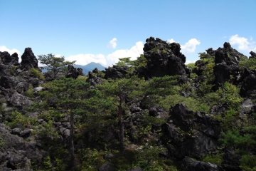 <p>Bountiful trees and shrubs make the park seem like a giant rockery</p>