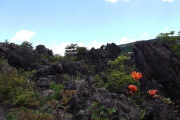 <p>More flowers</p>