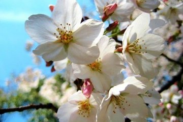 Cherry Blossom at Shukugawa