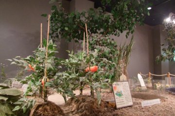 The science of plantlife