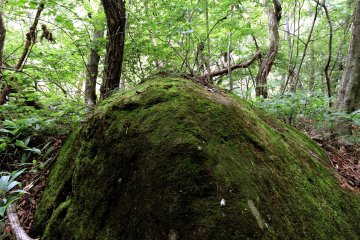 Large mossy rocks are scattered among the trees beside the trail to the waterfalls
