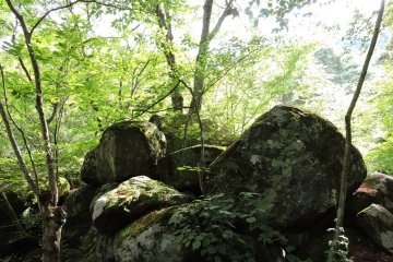 Dense trees filter the summer sun, and the trail along the river bed is cool