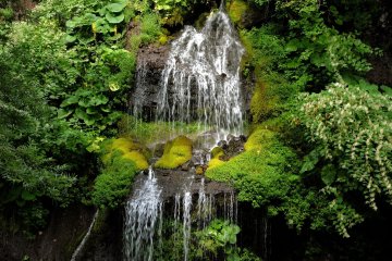 Thick cushions of moss thrive on the rocks