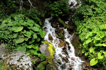 There is lush green growth around the waterfalls