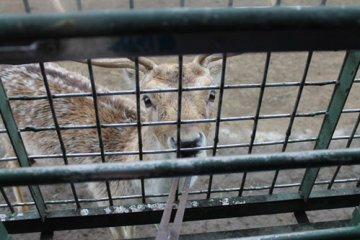 The animals in the park are smart and not aggressive. 