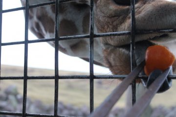 Don't forget to follow the instructions carefully, so you know which food should be fed to each animal.